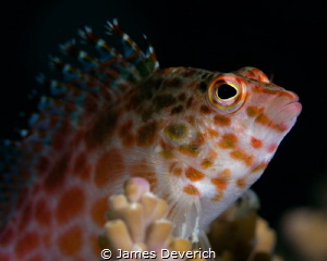 Just a simple portrait / The Hawk Fish by James Deverich 